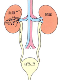 腎臓のはたらき